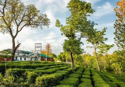 Chandigarh to Dharamshala-Palampur Getaway