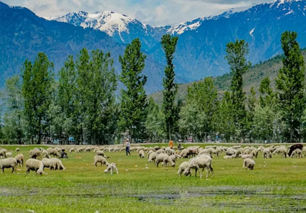 Chandigarh to Vaishno Devi & Kashmir Escape