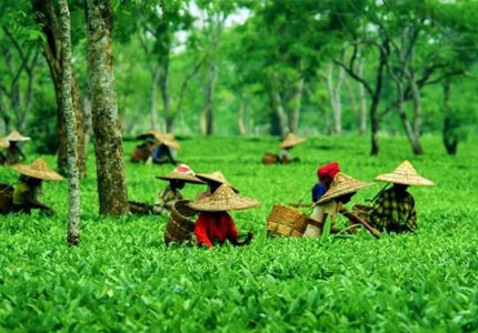 Dharamshala Palampur Tour with Chandigarh